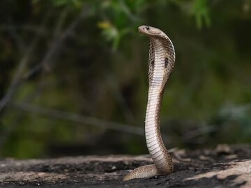 বছরে ক’টা বাচ্চার জন্ম দেয় কোবরা?