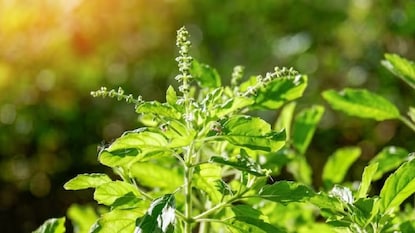 তুলসীর উপকারিতা জানুন তুলসীর উপকারিতা জানুন