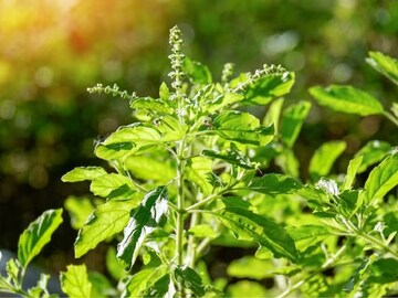 তুলসীর উপকারিতা জানুন