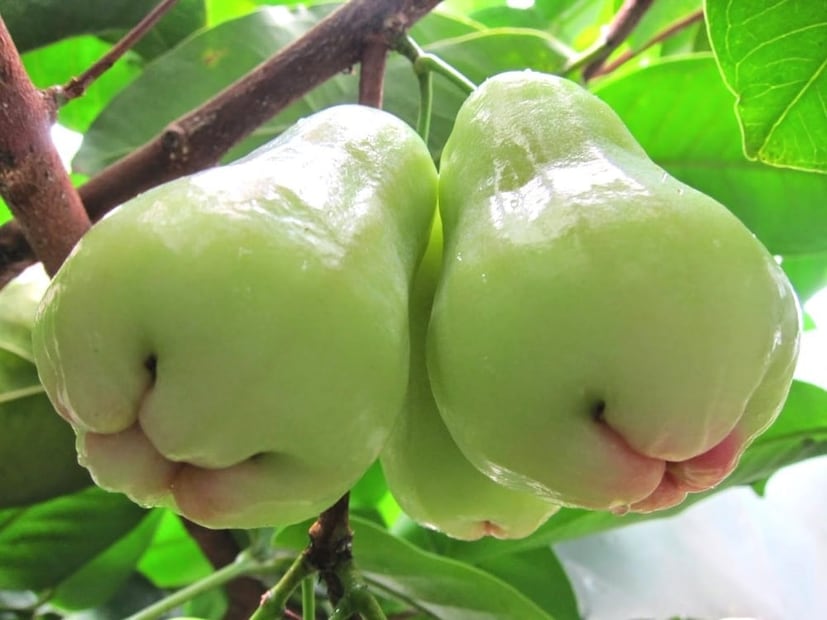 জামরুল খেতে ভাল লাগলেও বহু মানুষ জানেন না এই জামরুলের সঠিক ইংরেজি! প্রায় ৯০ শতাংশ মানুষ এই উত্তর দিতে গিয়ে হোঁচট খাচ্ছেন! photo source collected 