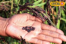 সাদা চাল নয়, খান কালো চাল! কেন খাবেন? জানুন বিশেষজ্ঞের মত