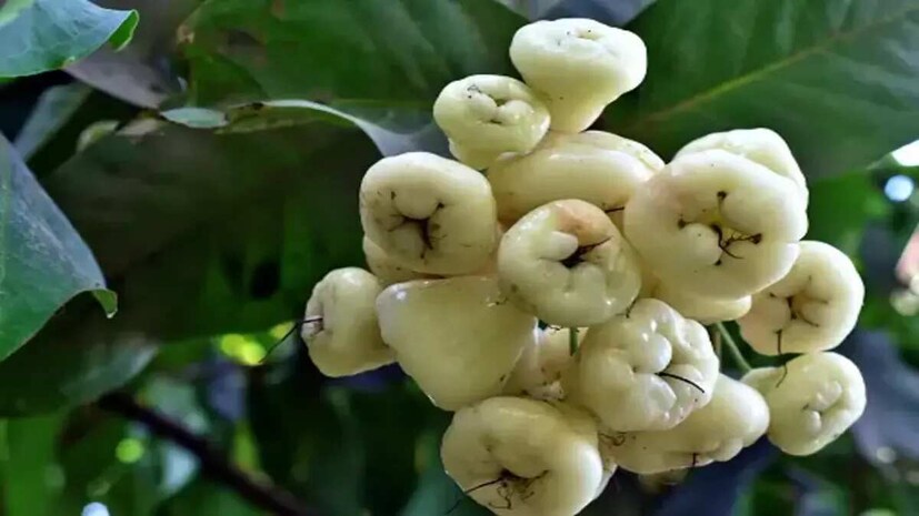 আমাদের দেশে এমন কিছু ফল বা ফুল আছে যার ইংলিশ সেভাবে নেই! বহু ফুলকে আমরা বাংলায় যা বলি ইংলিশেও তাই বলি! বহু শাকও আছে যার ইংরেজি জানা নেই অনেকের! photo source collected 