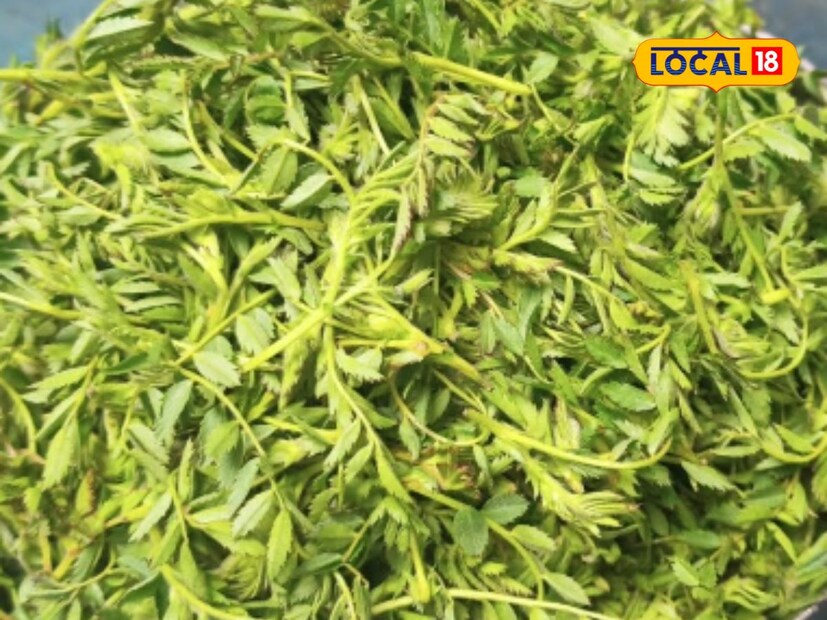 সস্তার এই শাক খেলে আপনি এক সঙ্গে সুস্বাস্থ্যের চাবিকাঠি হাতের মুঠোয় পেয়ে যাবেন নিমেষেই। শীতকালে নিয়মিত এই ছোলা শাক খেলে ওষুধ ছাড়াই ভাল থাকবেন দীর্ঘদিন। এমনটাই দাবি বিশেষজ্ঞদের।