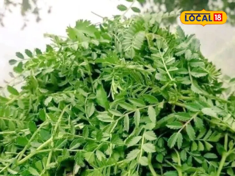 এই শাক খেলে আপনি যে শুধু সুস্থই থাকতেই পারবেন তা নয়, এটি আপনাকে অনেক রোগ নিয়ন্ত্রণেও বন্ধুর মতো সাহায্য করবে। স্বাস্থ্য বিশেষজ্ঞর মতে, কয়েকটি রোগে মহৌষধের মতোই কাজ করে ছোলা শাক।