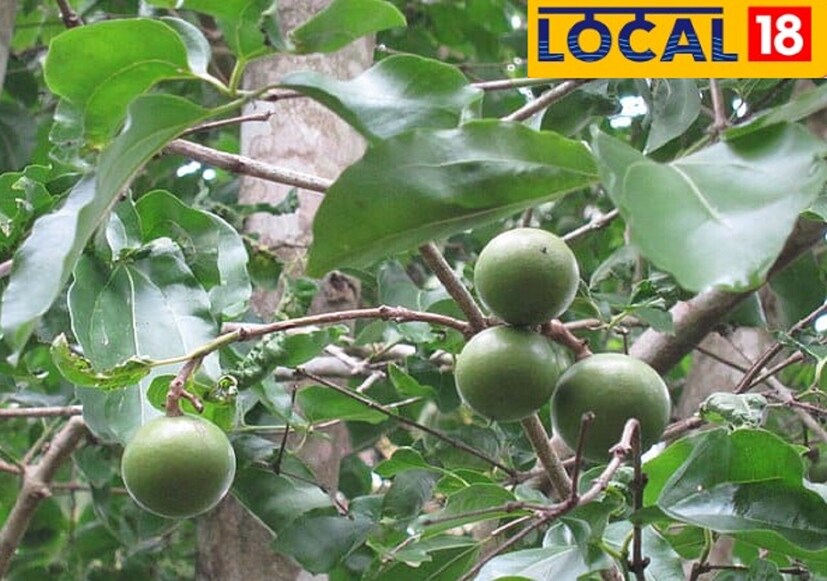 হোমিওপ্যাথি ওষুধে, শুধুমাত্র এর পাতা নয়, এর বীজও ব্যবহার করা হয়। এছাড়াও কুচলা অ্যান্টিঅক্সিডেন্ট গুণে সমৃদ্ধ। গবেষণা অনুসারে, কুচলায় উপস্থিত অ্যান্টিঅক্সিডেন্ট বৈশিষ্ট্য অনেক সমস্যা দূর করতে কার্যকরী হতে পারে।
