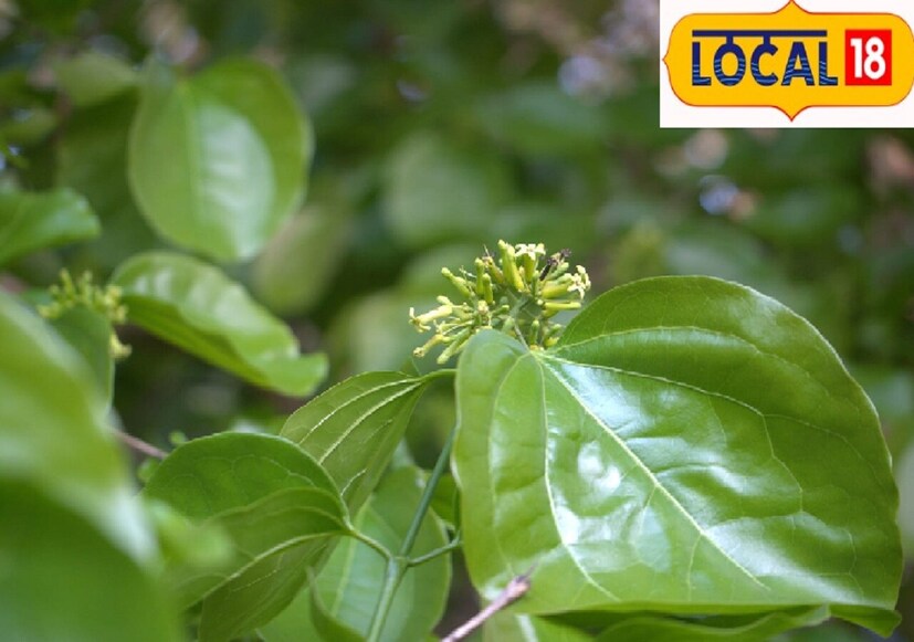 দ্রষ্টব্য: শুধুমাত্র আয়ুর্বেদাচার্যের পরামর্শে কুচলা ফল, পাতা এবং বীজ ব্যবহার করুন। ব্যবহারের আগে অবশ্যই বিশেষজ্ঞের পরামর্শ নিন। কোনও সমস্যার জন্য নিউজ 18 বাংলা ডিজিটাল দায়ী নয়।