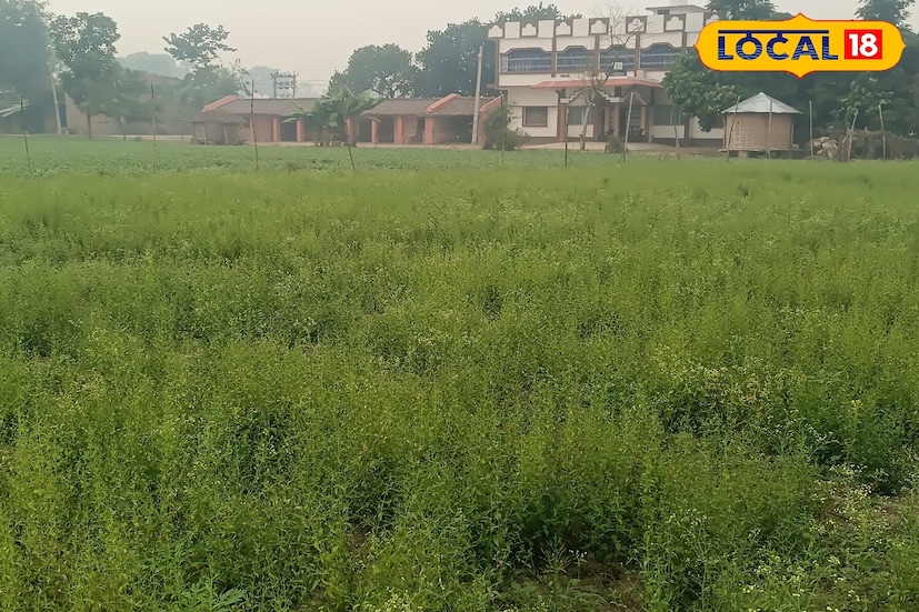 কালমেঘ ভেষজ। অনেক রোগের অব্যর্থ দাওয়াই। আয়ুর্বেদে এর ব্যবহার বহু প্রাচীন। শুধু তাই নয়, অনেক রোগে এই ওষুধ দেওয়া হয়। এমনকী জ্বরেও। কালমেঘ স্বাদে তেঁতো। তবে এতে থাকা ওষুধি গুণ জ্বর কমাতে সাহায্য করে।