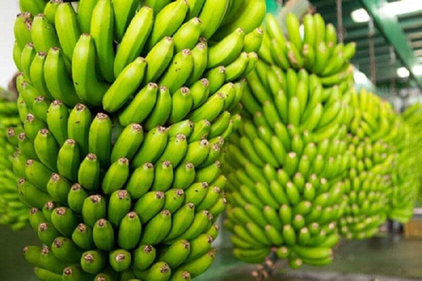 কাঁচা কলায় থাকে এনজাইম, যা ডায়েরিয়া এবং পেটের নানা সংক্রমণ দূর করে। তাই ডায়রিয়া হলে চিকিৎসকেরা কাঁচা কলা খাওয়ার পরামর্শ দেন।