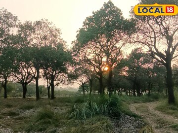 পাখিদের