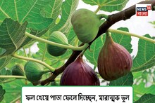 উপকারী তাই এই ফল খান, আর অকাজের ভেবে ফেলে দেন পাতাটি, গুণ জানলে মাথা ঘুরে যাবে