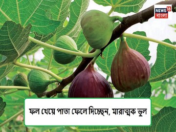 উপকারী তাই এই ফল খান, আর অকাজের ভেবে ফেলে দেন পাতাটি, গুণ জানলে মাথা ঘুরে যাবে