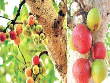 শীতের সকালে বহু চেনা এই ফল খান, রোগ পালাবে এমন যেন যম দাঁড়িয়ে