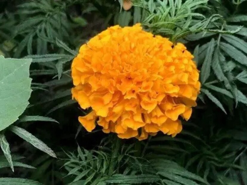 যার মধ্যে প্রধানত চুল পড়া, খুশকি, মাথার ত্বকে ছত্রাক, দাদ, খোসপাঁচড়া, চুলকানি। ডাঃ জিতেন্দ্র উপাধ্যায় আরও জানালেন যে, গাঁদা ফুল দাদ, স্ক্যাবিস এবং চুলকানির ক্ষেত্রে সবচেয়ে বেশি কার্যকর।