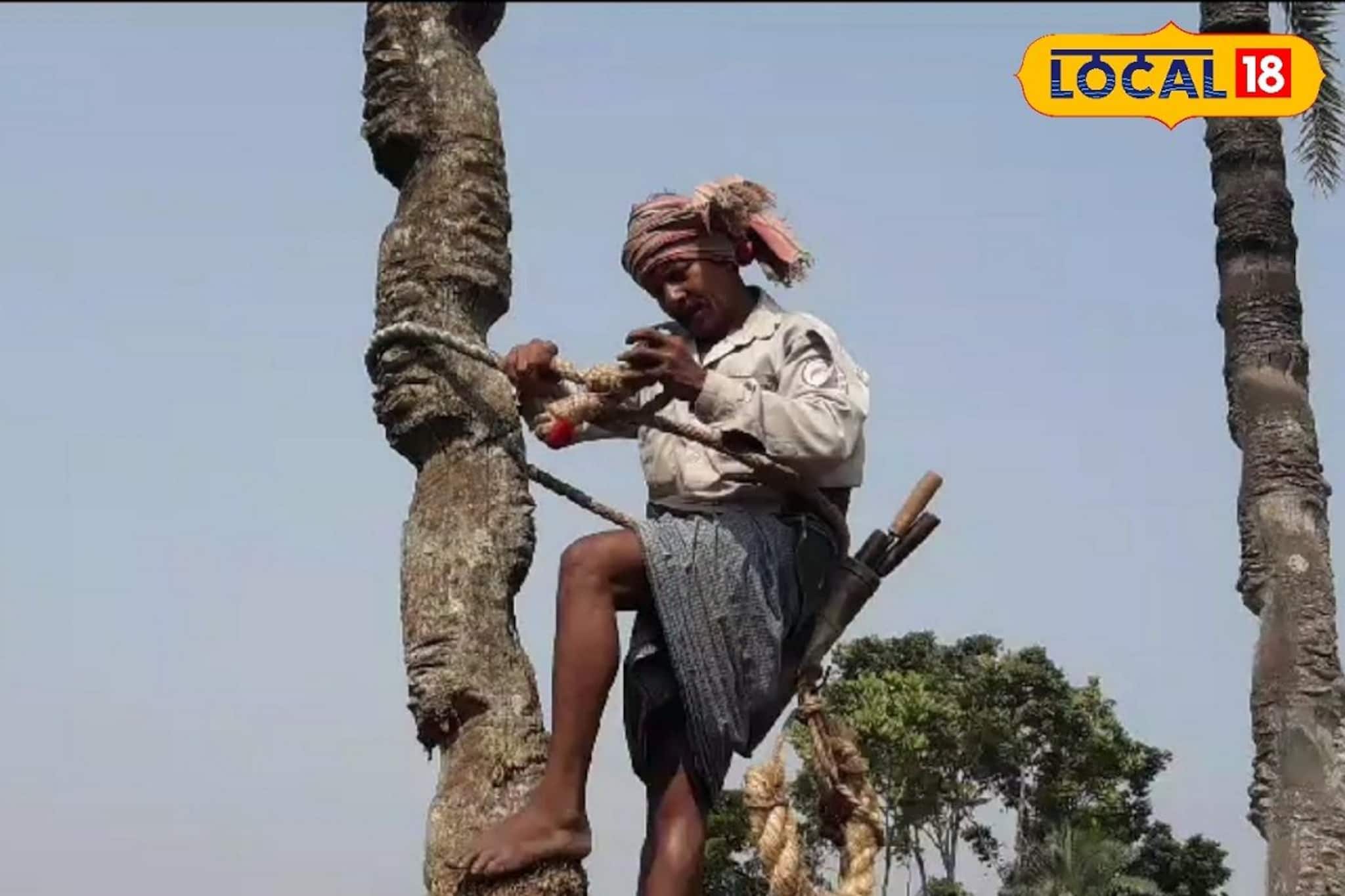 খেজুরের রস কীভাবে গাছ থেকে সংগ্রহ করা হয় জানেন? হাড়ি কেন বাঁধা হয়? জানুন