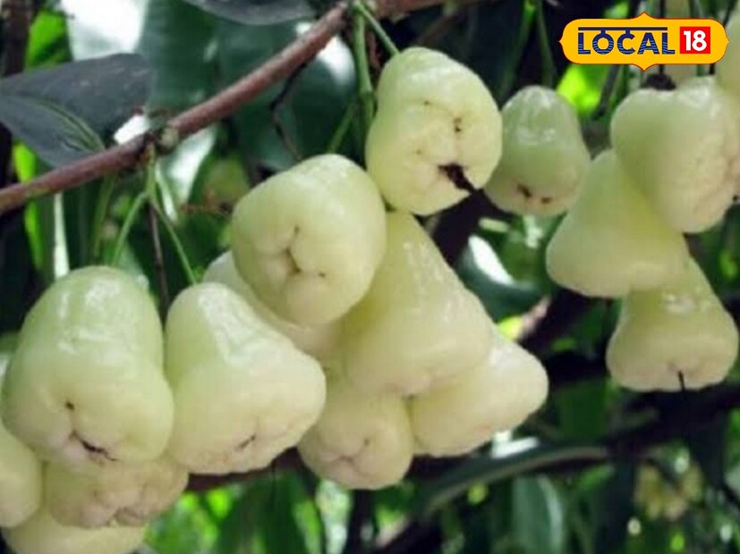 আপনি কি জানেন একটা জামরুল খেলে যা আপনার তিনটে কমলা লেবু সমান। জামরুল স্বাস্থ্যের জন্য খুবই উপকারী। এতে খনিজ পদার্থ রয়েছে কমলার তিন গুণ এবং আম, আনারস ও তরমুজের সমান। ক্যালসিয়ামের পরিমাণ লিচু ও কুলের সমান এবং আঙুরের দ্বিগুণ। আয়রনের পরিমাণ কমলা, আঙুর, পেঁপে ও কাঁঠালের চেয়েও বেশি। আপনার শরীরের বেশ কয়েকটি গুরুত্বপূর্ণ রোগ নির্মূল হতে পারে।