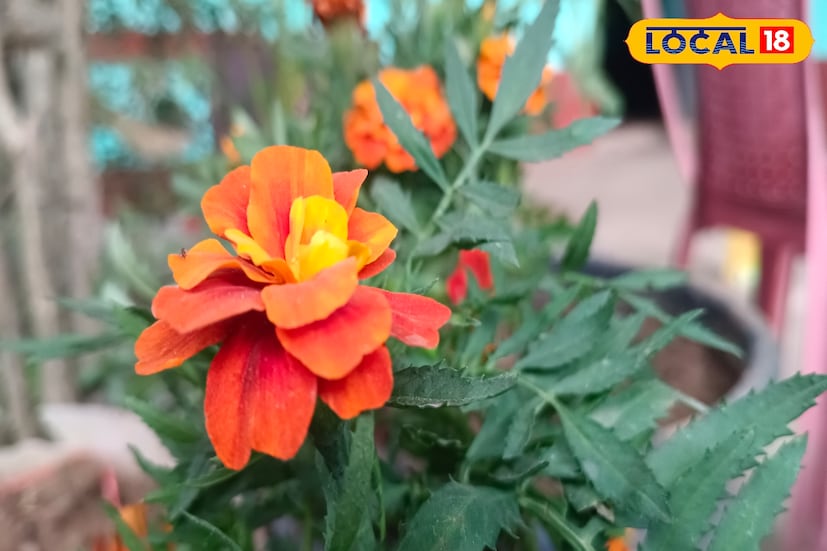 গাঁদা ফুলে থাকা অ্যান্টি-অক্সিডেন্ট ক্যানসার কোষ বৃদ্বি প্রতিহত করতে সক্ষম।