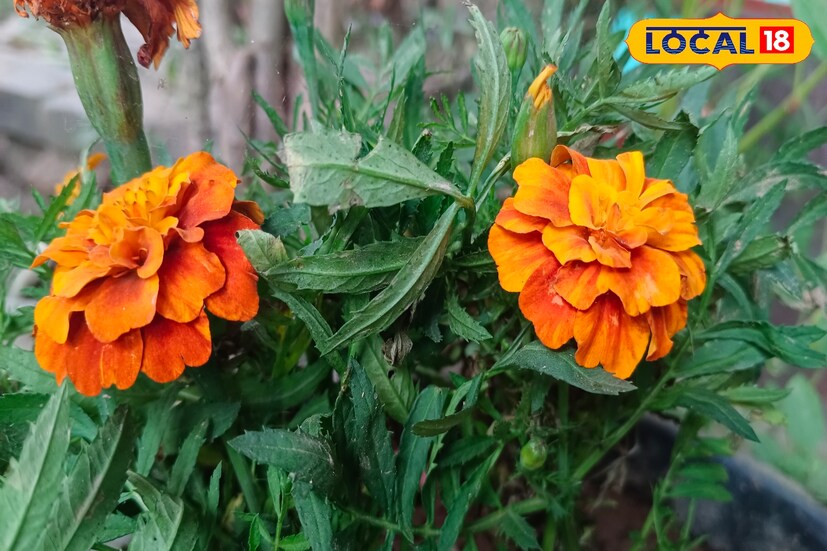 শরীরের কোথাও কেটে গেলে গাঁদার পাতা পিষে লাগালে রক্ত পড়া ও ক্ষত ভাল হয়।