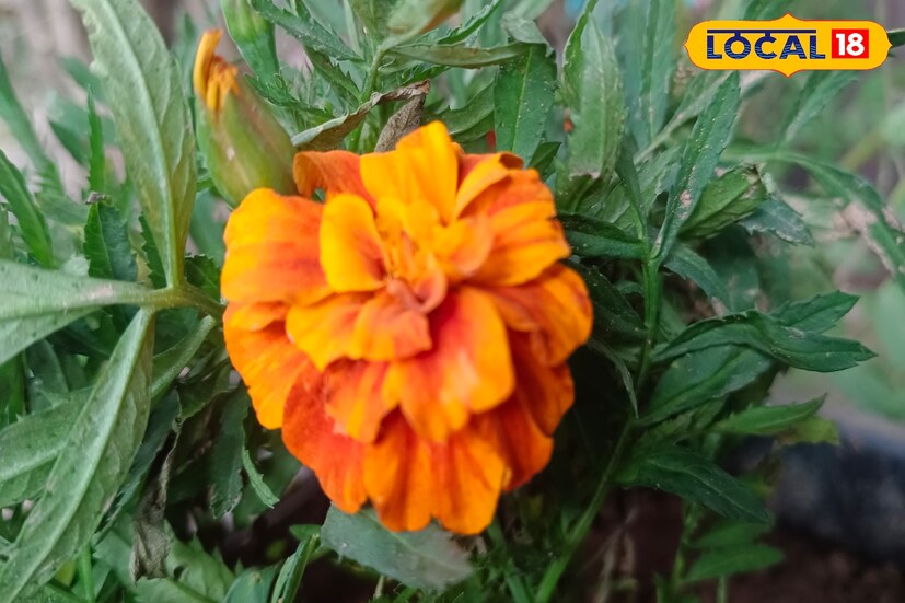 গাঁদা ফুলের চা নিয়মিত পান করলে মুখের ব্রণ দূর হয়। ত্বক মসৃন হয়, হজম শক্তি বাড়ায়, গ্যাস্ট্রিকের সমস্যা দূর হয়।