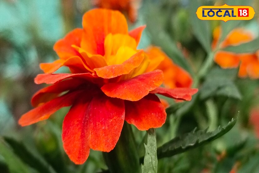 গাঁদা ফুল বেটে নারকেল তেলের সঙ্গে মিশিয়ে মাথায় ১০/১৫ দিন লাগালে মাথার খুশকি দূর হয়, চুল কালো হয়।