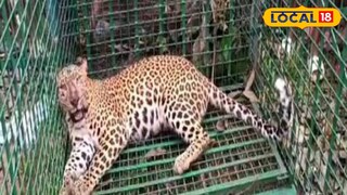 খাঁচা বন্দি চিতাবাঘ