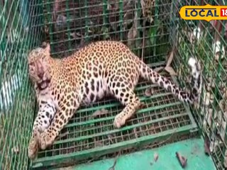 খাঁচা বন্দি চিতাবাঘ