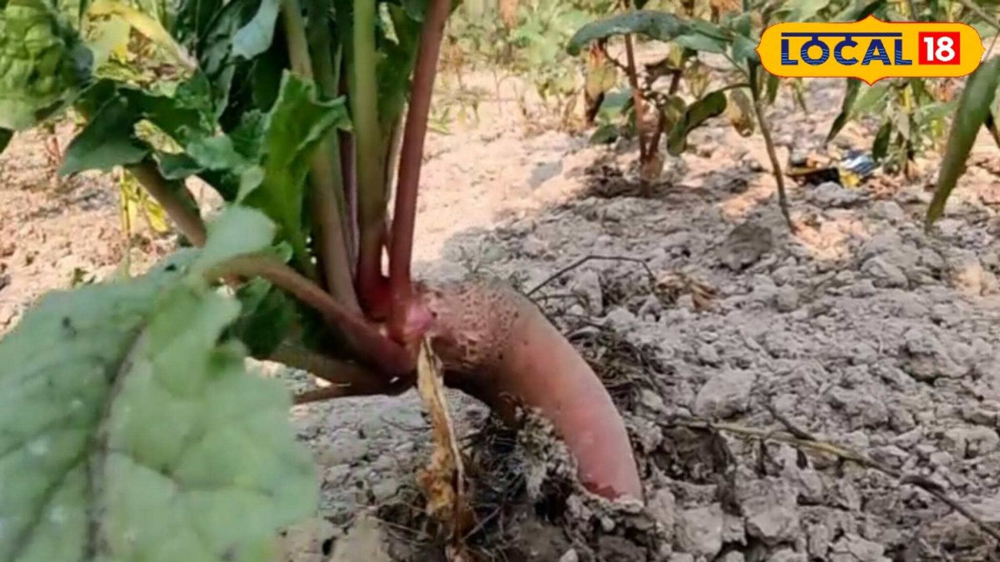 Radish Cultivation: লাল টুকটুকে, খেতেও সুস্বাদু! বাড়িতেই এই মুলোর চাষ করে প্রচুর উপার্জন করুন