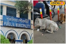 যানজট রুখতে এবার বাজেয়াপ্ত হতে চলেছে গবাদি পশু, জানুন বিস্তারিত!