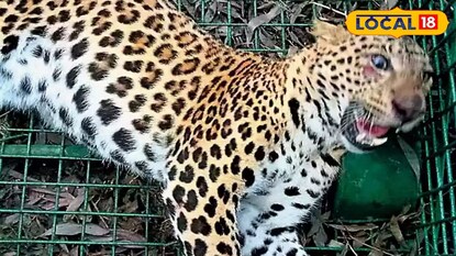 লেপার্ড লেপার্ড