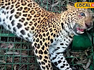 লেপার্ড