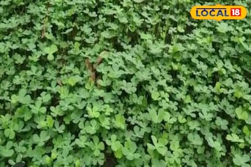 ঘুম হচ্ছে না? শ্বাসকষ্ট? হাই প্রেশার? চুল পড়ছে? এই শাক খান নিয়ম মেনে খেলেই উপকার ঘুম হচ্ছে না? শ্বাসকষ্ট? হাই প্রেশার? চুল পড়ছে? এই শাক খান নিয়ম মেনে খেলেই উপকার
