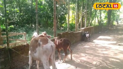 খুরাই রোগে আক্রান্ত গরু খুরাই রোগে আক্রান্ত গরু