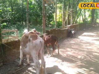 খুরাই রোগে আক্রান্ত গরু