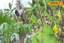 অকাল বৃষ্টিতে নষ্ট হচ্ছে ফসল, কীভাবে বাঁচানো সম্ভব, জানালেন কৃষি বিশেষজ্ঞ