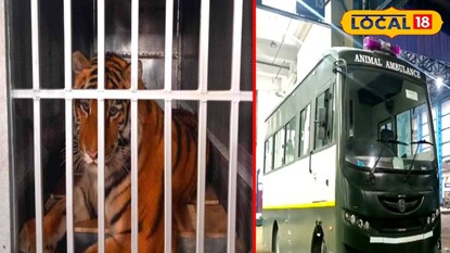 সাইবেরিয়ান বাঘ