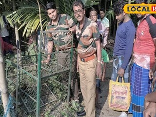 বাঘরোল ধরতে পাতা হচ্ছে খাঁচা