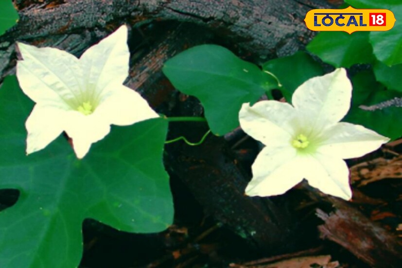 তেলাকুচা একটি লতানো উদ্ভিদ। তেলাকুচা বসতবাড়ির আশপাশে, রাস্তার পাশে, বন-জঙ্গলে জন্মায় এবং বংশবিস্তার করে। তবে এই গাছের ঔষুধি গুণাগুণ রয়েছে প্রচুর পরিমাণে।