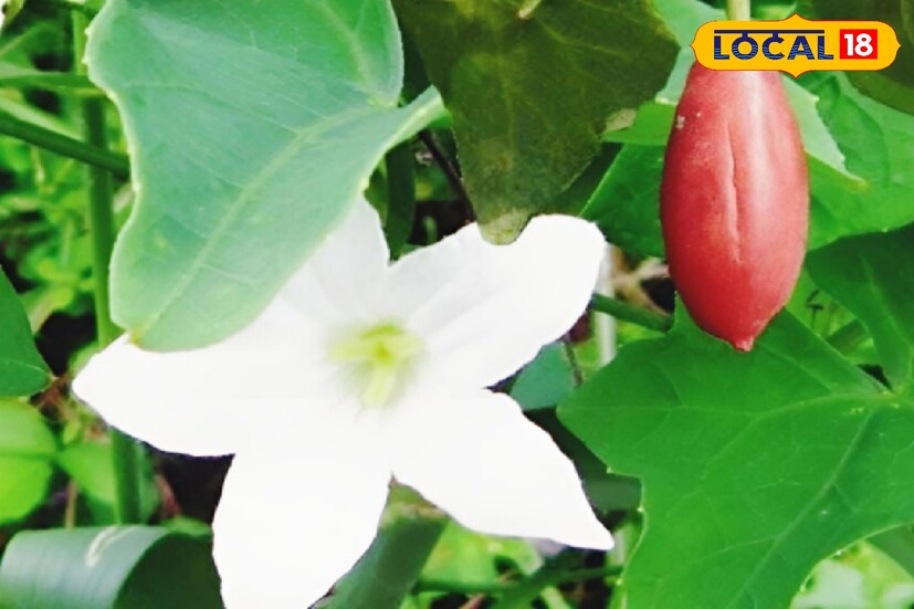 আয়ুর্বেদিক চিকিৎসক বিশ্বজিৎ সরকার জানান, তেলাকুচা অনন্য গুণাবলী সমৃদ্ধ এক প্রকারের ভেষজ উদ্ভিদ। গাছটির ভেষজ ব্যবহারের জন্য এর পাতা, লতা, মূল ও ফল ব্যবহার করা হয়।