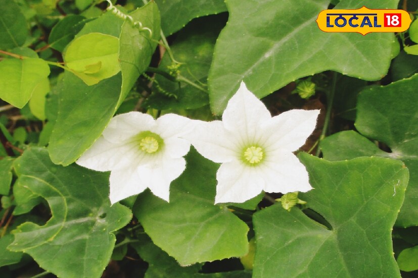 তেলাকুচা ফলে আছে এনাফাইলেকটিক-রোধী এবং এন্টিহিস্টামিন জাতীয় উপাদান। তেলাকুচা বেশ কিছু রোগে ব্যবহৃত হয়ে থাকে। যেমন- কুষ্ঠ, জ্বর, ডায়াবেটিস, শোথ হাঁপানি, ব্রংকাইটিস ও জন্ডিস।