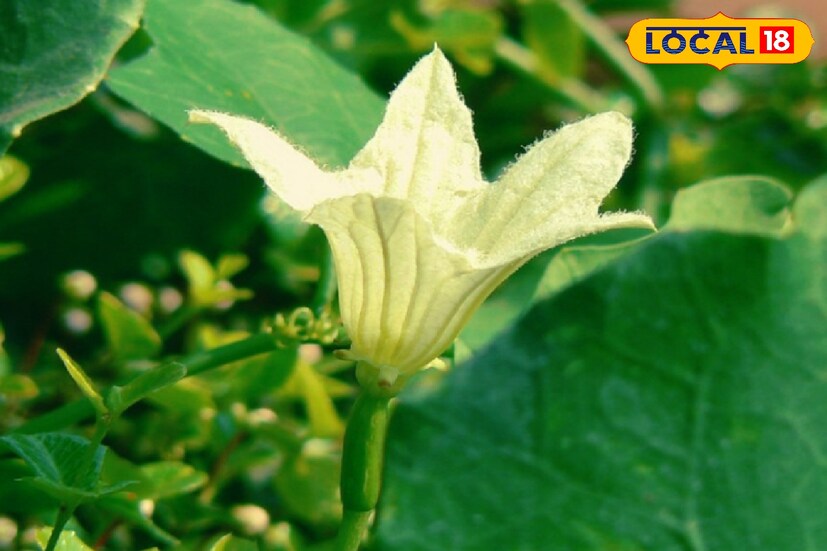 এই শাক খেলে খাবারের রুচি বাড়ে এবং পেটের গোলমাল কমে যায়। পেটে সমস্যা এবং বদ হজমের জন্য এই শাক খাওয়ার উপকারিতা প্রচুর। বহু মানুষ এই গাছ বিভিন্ন ভাবে খেয়ে থাকেন।