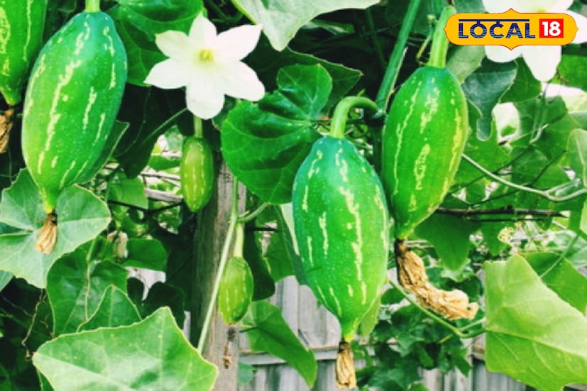 এতে থায়ামিন থাকার ফলে পরিপাক ক্রিয়ায় দারুণ সহায়তা করে থাকে। এছাড়া কার্বহাইড্রেটকে গ্লুকোজে পরিণত করতে সাহায্য করে। তবে এই ফলে যাদের অ্যালার্জি রয়েছে তাঁদের খাওয়া উচিত নয়। (রিপোর্টার-- সার্থক পণ্ডিত)