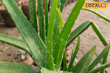 'এই' একটি উপাদানই করবে কামাল... একটু লাগালেই শীতে সবার নজর আপনার দিকেই 'এই' একটি উপাদানই করবে কামাল... একটু লাগালেই শীতে সবার নজর আপনার দিকেই