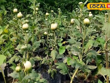 চন্দ্রমল্লিকা 