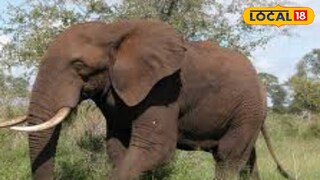 হাতির উৎপাত হাতির উৎপাত