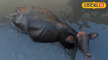 গরু উদ্ধার করল দমকলবাহিনী