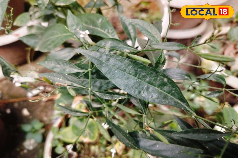 হার্টের রোগ দূর করতে চাইলে আপনাকে অবশ্যই সতর্ক হয়ে যেতে হবে। এক্ষেত্রে মাথায় রাখার বিষয় হল হার্টের অসুখ দূর করতে কালমেঘ খেতে হবে। কারণ শরীরে রক্তপ্রবাহ সচল রাখে কালমেঘ। ফলে রক্ত জমাট বাঁধে না।