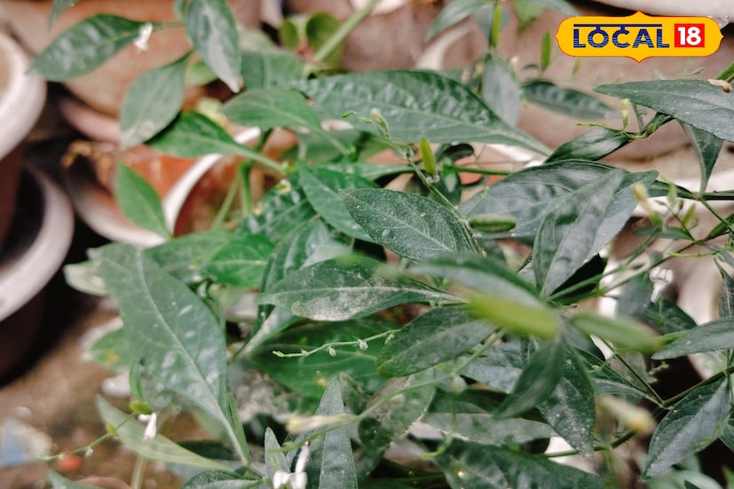 কালমেঘ পাতা রক্তকে পরিশুদ্ধ করার ক্ষমতা রাখে। এছাড়া এতে প্রচুর পরিমাণে অ্যান্টিঅক্সিডেন্ট থাকে। ফলে আমাদের ত্বকের নানারকম সমস্যার ক্ষেত্রে কালমেঘ পাতা অত্যন্ত কার্যকরী।