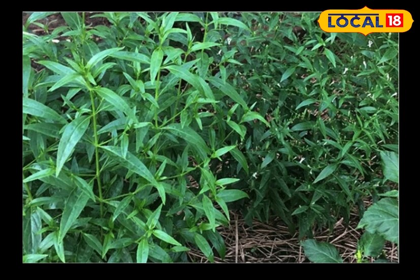 পেটের কৃমি দূর করতে কালমেঘের পাতার রস খেলে উপকার দেয়। কৃমি দূর করতে খালি পেটে নিয়মিত এক সপ্তাহ কালমেঘের পাতা রস খেলে উপকার পাওয়া যায়। (রিপোর্টার-- সুস্মিতা গোস্বামী)
