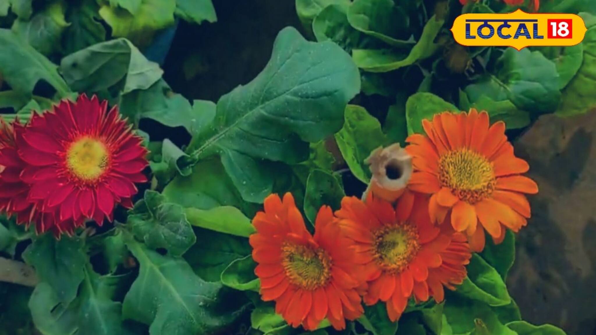 Gerbera Cultivation: গোলাপের চেয়েও আয় বেশি! জারবেরা চাষ করেই লক্ষ লক্ষ টাকা উপার্জন করুন