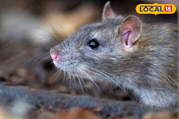 একটুকরো পেঁয়াজেই ঘায়েল ইঁদুর!মুক্তি দেয় লঙ্কাগুঁড়োও,শুধু ব্যবহারের পদ্ধতি জানুন একটুকরো পেঁয়াজেই ঘায়েল ইঁদুর!মুক্তি দেয় লঙ্কাগুঁড়োও,শুধু ব্যবহারের পদ্ধতি জানুন