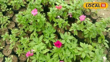 পিটুনিয়া